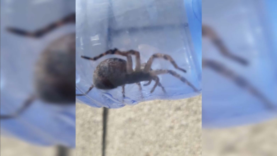 Майқайың кентінде жапырақ жемірі қаптап кетті