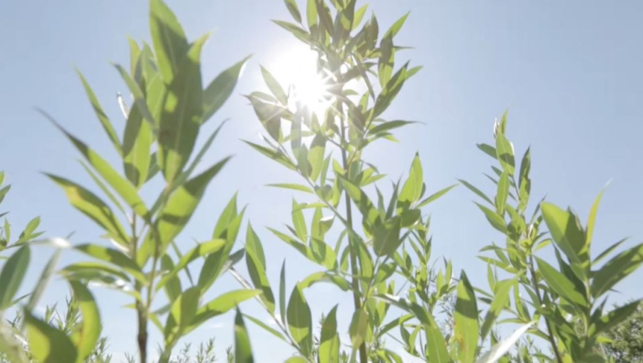 Биыл жаз қатты ыстық болады: Экология министрлігі үндеу жасады