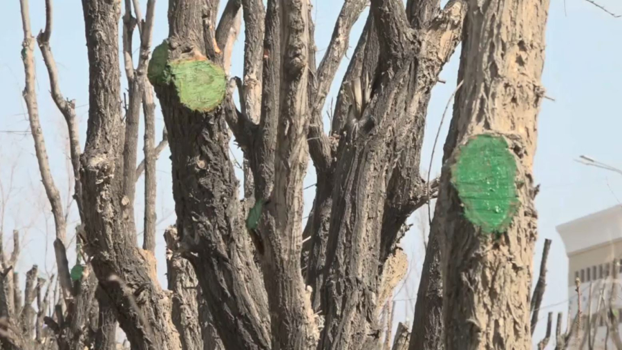 Биыл Атырауда 50 мыңға жуық тал егіледі