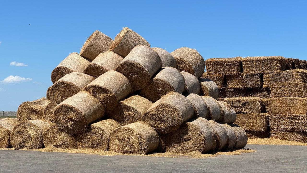 Более 23 млн тонн кормов заготовлено в Казахстане