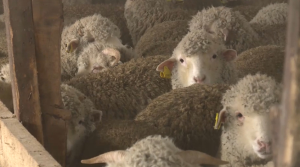 Кәсіп ашуға серпін берген жоба