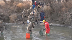 6 млн мальков спасли в водоемах Атырауской области