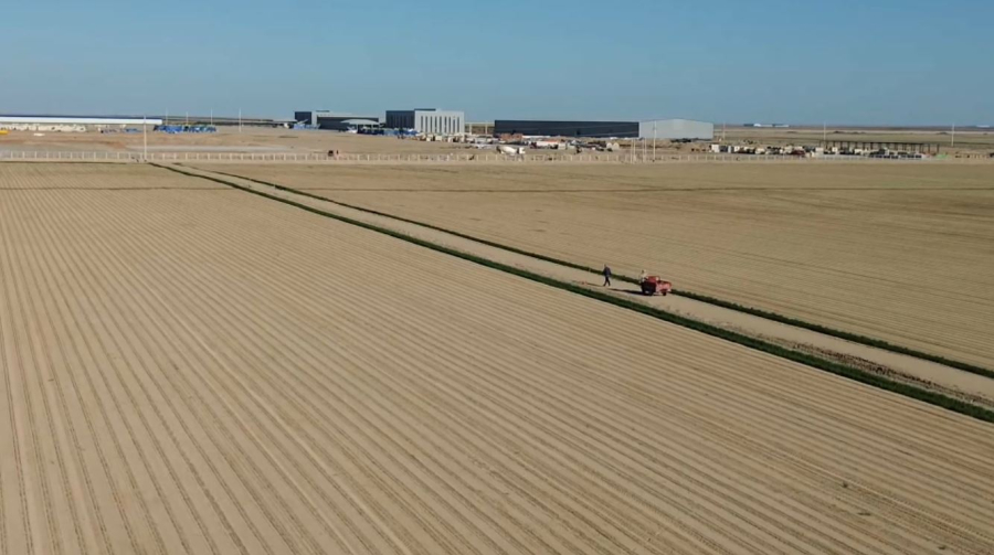 Түркістан облысында мақта кластері қарқын алды