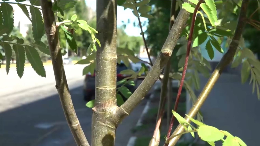 Оралда жасыл желекті жаңғыртуға ₸250 млн бөлінді