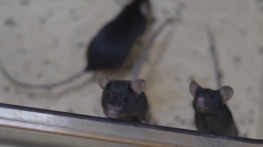 Миссия «Шэньчжоу-21»: мыши в порядке