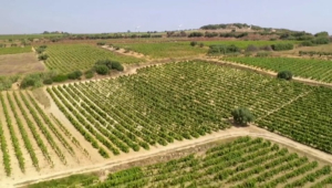 Виноградарство в Италии под угрозой исчезновения