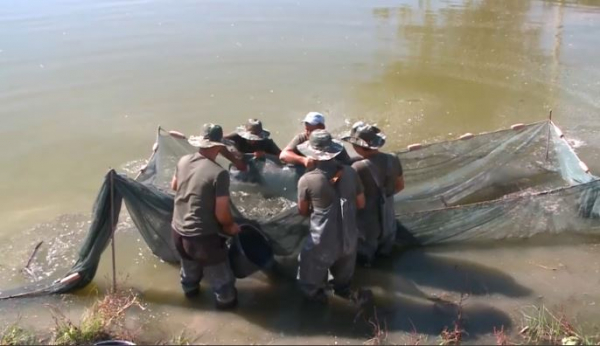 20 тыс. тонн товарной рыбы будут производить на юге Казахстана