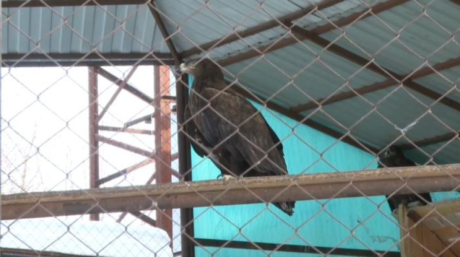 Беркуты и орлы переживают зиму в Актобе