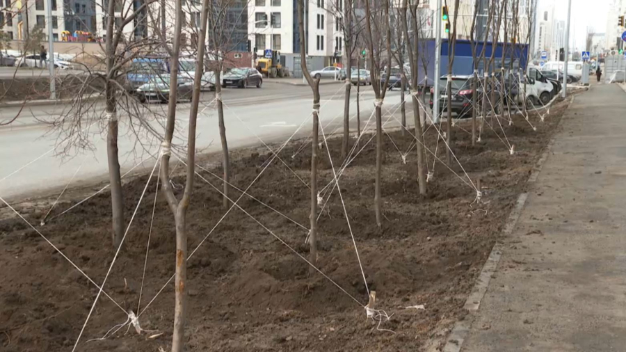 Елордада жылына 60 мың көшет егіледі