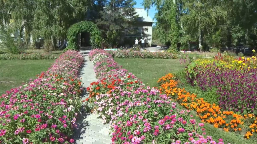 Павлодарлық оқушылар күзгі өнімді жинап жатыр