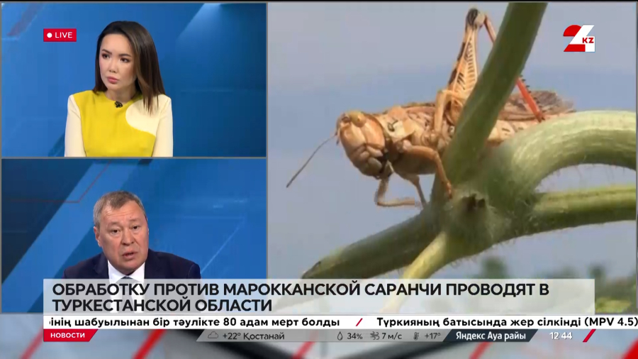 Обработку против саранчи проводят в Туркестанской области. Сакен Каныбеков