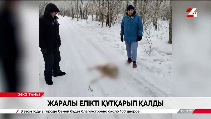 Павлодарлықтар жаралы елікті құтқарып қалды