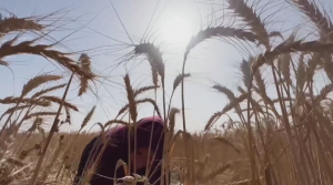 Фермеры Газы терпят убытки из-за засухи