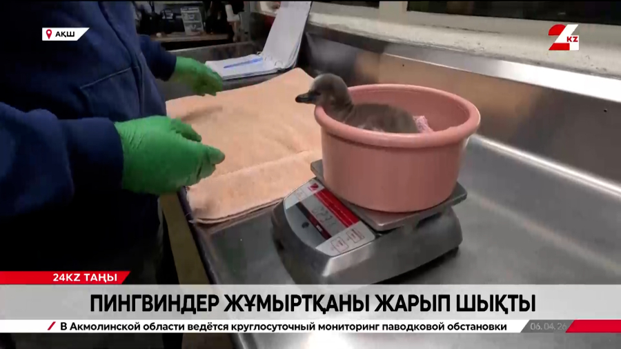 No Comment: екі пингвин дүниеге келді