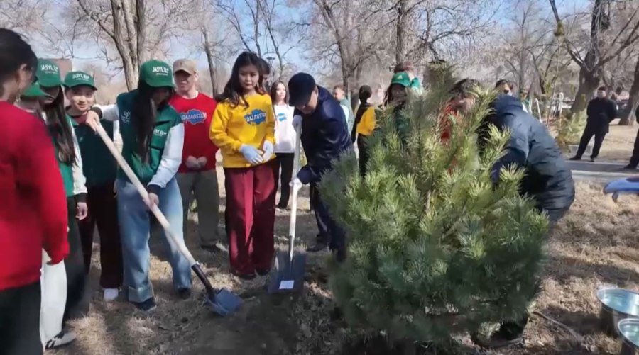 Талдықорғанда орталық саябаққа қарағай отырғызылды