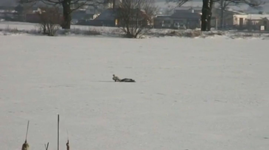 Елде борсық пен қабан көбейді