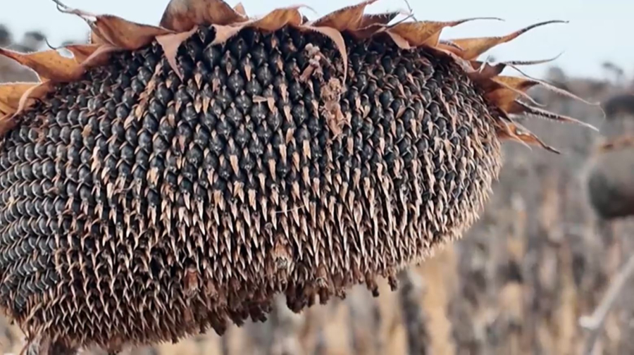 Урожай масличных в Костанайской области вырос в полтора раза