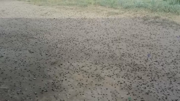 Ауғанстан шегірткеден зардап шегіп отыр