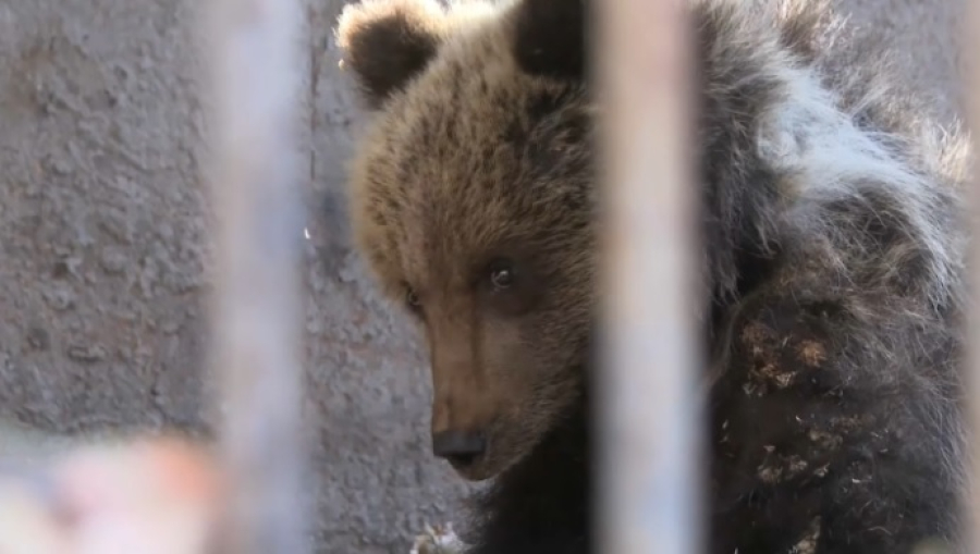 Медвежонок Хабар появился в зоопарке ВКО