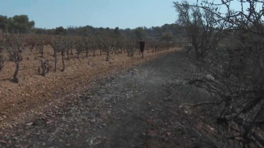 Французские виноделы терпят убытки из-за пожаров