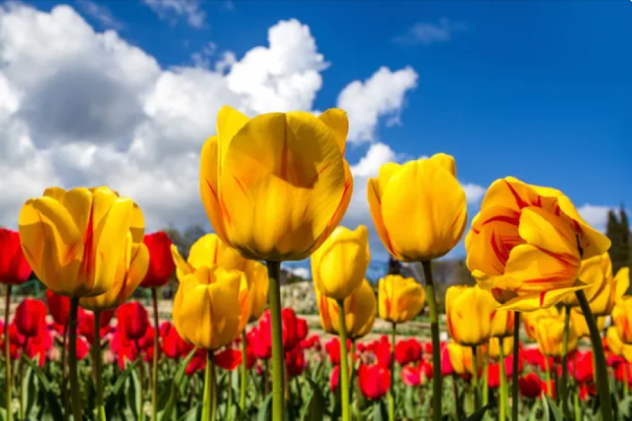 Сколько дней казахстанцы отдохнут в марте