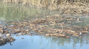Впервые за 20 лет очищают реку Акбулак