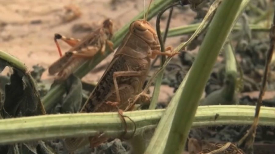 ₸250 млн выделят на борьбу с саранчой в Атырауской области