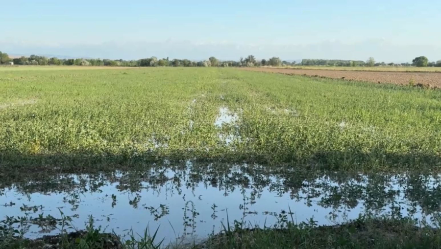 Жамбыл облысында суару кезеңі 25 күнге ерте басталды