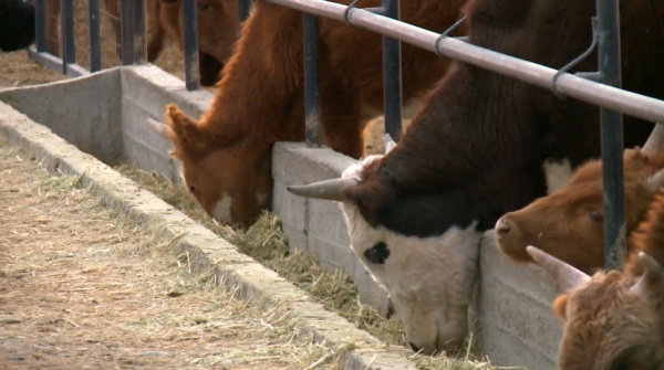 Қызылорда облысында мал басы көбеймей отыр