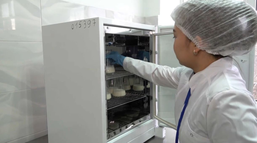 БҚО-да студенттер түйе сүтінен йогурт пен балмұздақ әзірлеп жүр