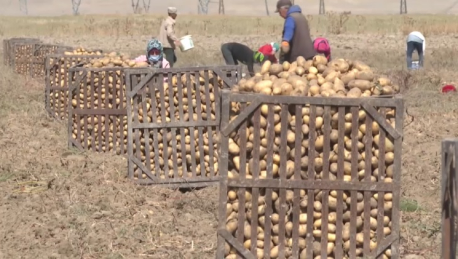 Урожай овощей активно собирают в Жамбылской области