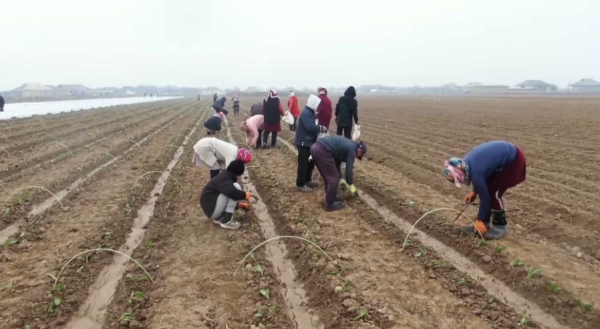 Оңтүстікте көктемгі егіс науқаны басталды