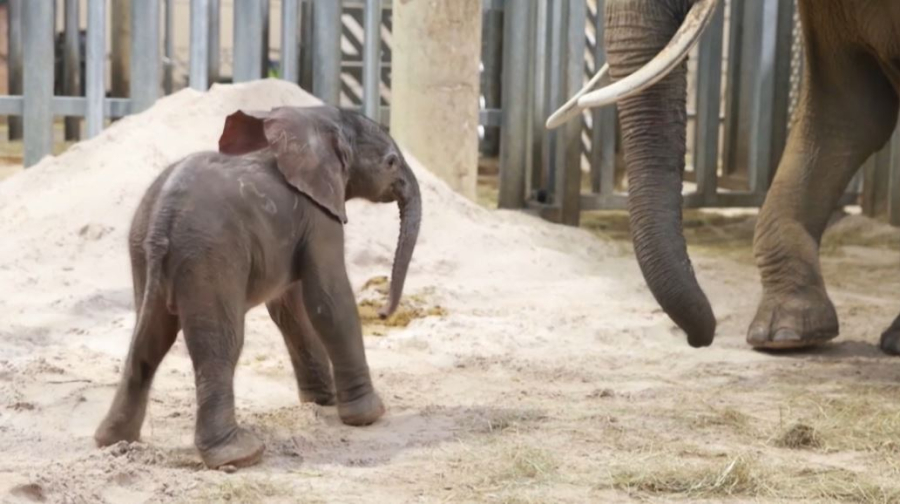 Слоненок родился в зоопарке Франции