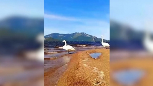 Лебеди-кликуны попрощались с Боровым перед отлетом в теплые края