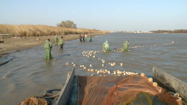 Жайық-Каспий бассейнінде балық қоры азайып барады