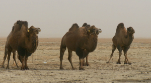Ставку на развитие верблюдоводства делают фермеры Аральского района