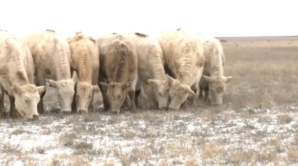 МСХ: ₸450 млрд направили на субсидирование АПК в 2024 году