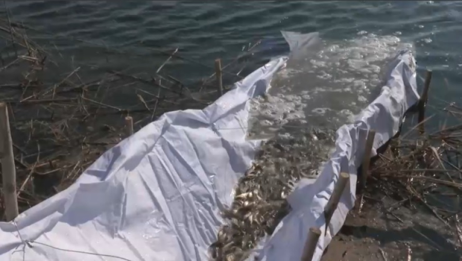 100 тысяч мальков выпустили в реку Или