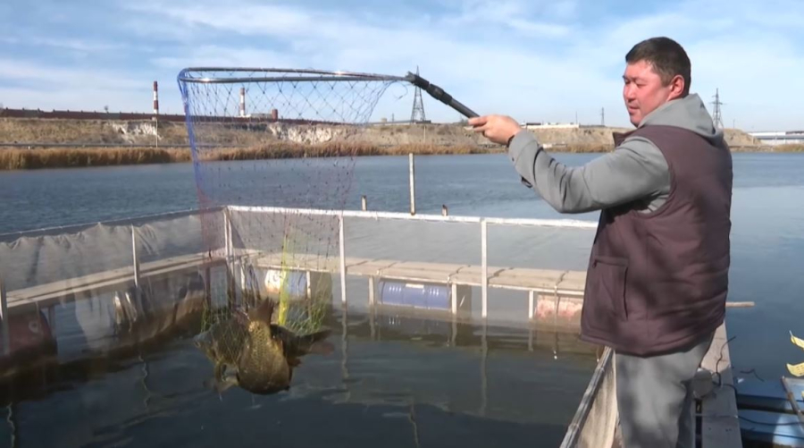 Свыше 1000 тонн рыбы планируют вырастить в Жамбылской области