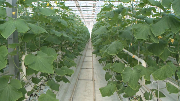 Шымкентте жылыжайларға субсидия төлене бастады