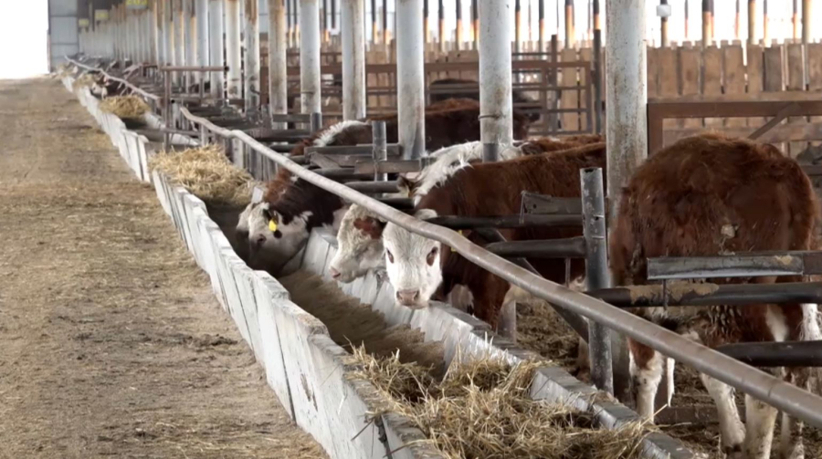 БҚО-да ет экспорты артты