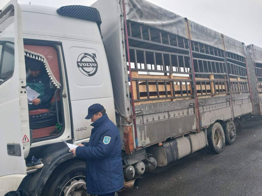 Незаконный ввоз 60 голов КРС пресекли на границе