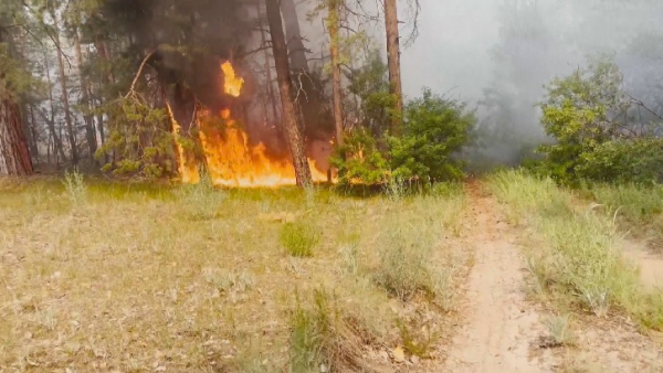 Абай облысында құтқарушылар орман өртінің алдын алды