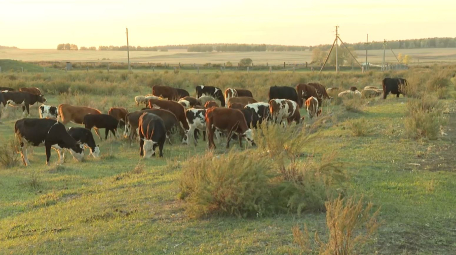 Ақмола облысында игерілмеген жер мемлекетке қайтарылды