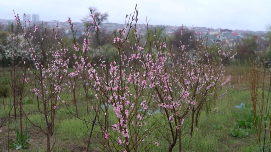Шымкенттегі дендросаябақта ағаш түрі көбейеді