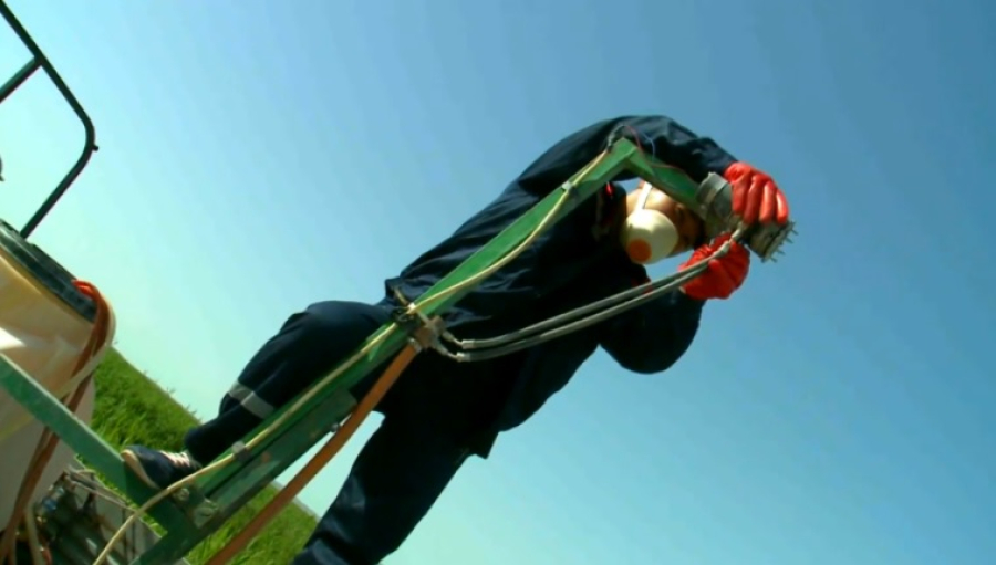 К борьбе с саранчой приступают в Кызылординской области