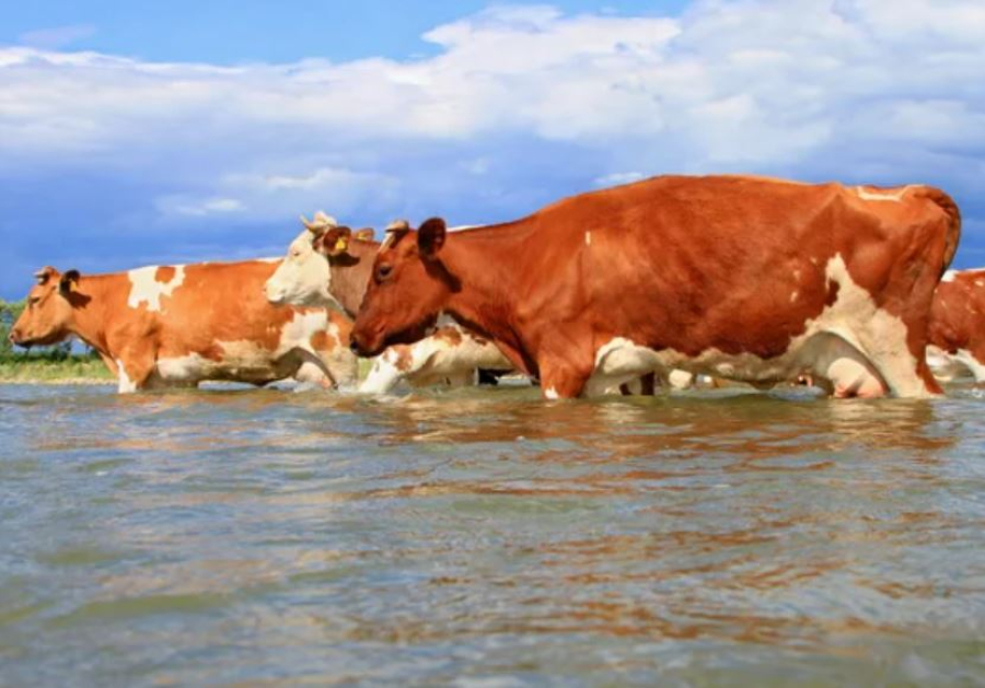 Корова едва не утонула в реке Иртыш