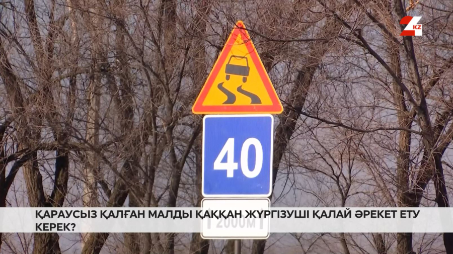 Қараусыз қалған малды қаққан жүргізуші қалай әрекет ету керек?