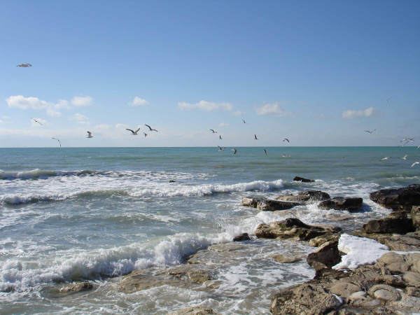 Каспий жағалауын заңсыз сатқандар анықталды