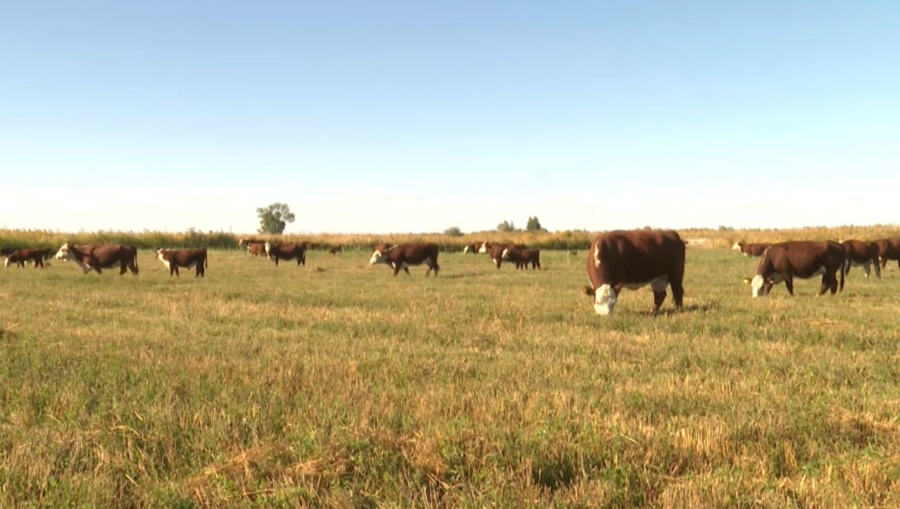 Елде асылтұқымды мал шаруашылығын субсидиялау ережелері өзгерді